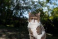 tabby white cat outdoors portrait in sunlight Royalty Free Stock Photo