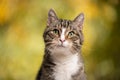 tabby white cat portrait on autumn color background Royalty Free Stock Photo