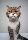 tabby white cat portrait with copy space