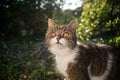 Tabby white cat portrait in sunny nature Royalty Free Stock Photo