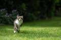 tabby white cat running on green grass