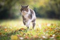 tabby white cat running on sunny meadow
