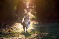 Tabby white cat running in sunset