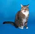 Tabby and white cat with sick eyes sitting and licked on blue