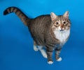 Tabby and white cat with sick eyes standing on blue