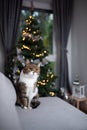 Tabby white cat sitting in front of christmas tree