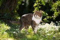 Tabby white cat standing in garden with flowers in spring Royalty Free Stock Photo