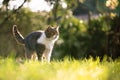 Tabby white cat standing on sunny meadow Royalty Free Stock Photo