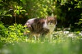 tabby white cat standing on sunny meadow with green plants Royalty Free Stock Photo