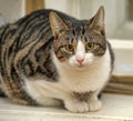 Tabby with white cat