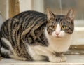 Tabby with white cat