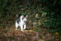 Tabby white cat walking on autum leaves