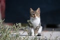 A tabby and white kitten looking at the viewer from behind the plants in front of it in a concrete area Royalty Free Stock Photo