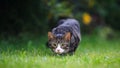 Tabby and White Kitten Pouncing