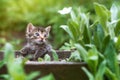 Tabby young cat or kitten in green grass Royalty Free Stock Photo