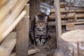 Tabby young domestic gray cat sitting and taking a crap