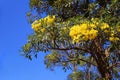 Tabebuia argentea Britt Tree of gold, Paraguayan silver trumpet Royalty Free Stock Photo