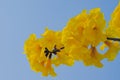 Tabebuia aurea flowers blooming on its tree