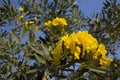 Tabebuia aurea flowers