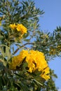 Tabebuia aurea flowers