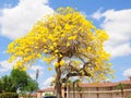 Tabebuia aurea tree, Florida Royalty Free Stock Photo