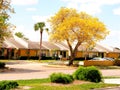 Tabebuia aurea tree