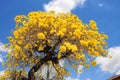 Tabebuia aurea tree in South Florida Royalty Free Stock Photo