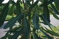 Tabebuia caraiba Tabebuia aurea, Caribbean trumpet, silver trumpet tree, tree of gold with a natural background