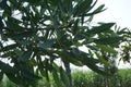 Tabebuia caraiba Tabebuia aurea, Caribbean trumpet, silver trumpet tree, tree of gold with a natural background