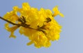 Tabebuia chrysantha flower.