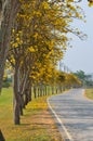 Tabebuia Chrysantha Flower