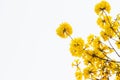 Tabebuia chrysantha flowers blooming and some white background. Royalty Free Stock Photo