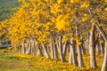 Tabebuia chrysantha standing tree-fringed beautiful. Royalty Free Stock Photo