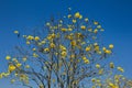 Tabebuia chrysotricha