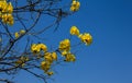 Tabebuia chrysotricha Royalty Free Stock Photo