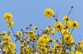 Tabebuia chrysotricha flowers Royalty Free Stock Photo