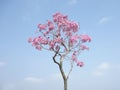 Tabebuia chrysotricha pink flowers Royalty Free Stock Photo