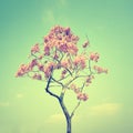 Tabebuia chrysotricha pink flowers Royalty Free Stock Photo