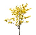 Tabebuia chrysotricha yellow flowers blossom Royalty Free Stock Photo