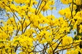 Tabebuia chrysotricha yellow flowers blossom Royalty Free Stock Photo