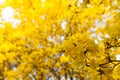 Tabebuia chrysotricha yellow flowers Royalty Free Stock Photo