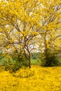 Tabebuia chrysotricha yellow flowers Royalty Free Stock Photo