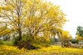 Tabebuia chrysotricha yellow flowers Royalty Free Stock Photo