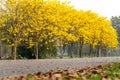 Tabebuia chrysotricha yellow flowers