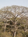 A field of Tabebuia emblematic venezuelan tree