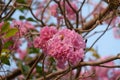 Tabebuia heterophylla (Pink Trumpet Tree )