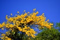 Tabebuia ochracea, yellow flowers tree, Rainforest, tropical,