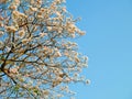 Tabebuia rosea blooming