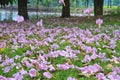 Tabebuia rosea fall in the garden