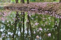 Tabebuia rosea fall in pond